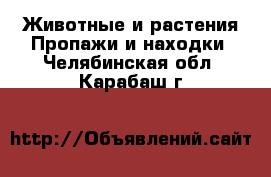 Животные и растения Пропажи и находки. Челябинская обл.,Карабаш г.